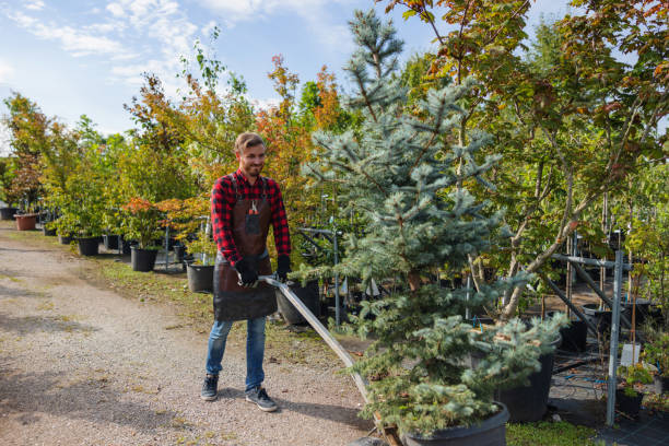 The Steps Involved in Our Tree Care Process in Somerset, PA